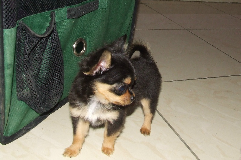chihuahua mini toy pelo lungo Unmondodichihuahua